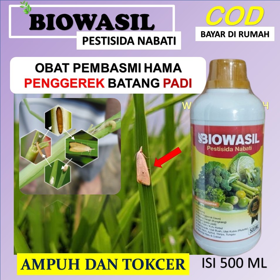 (PROMO COD) Obat Hama padi Paling Ampuh Sudah terbukti mampu untuk mencegah dan membasmi penggerek b