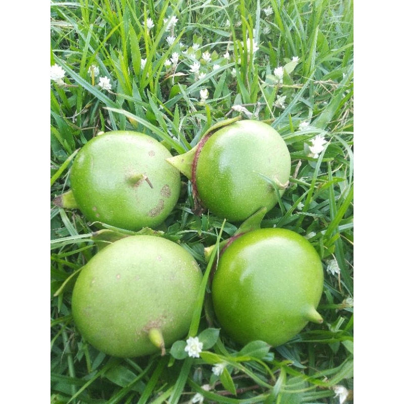 

Buah Pedada Pidada segar 500g