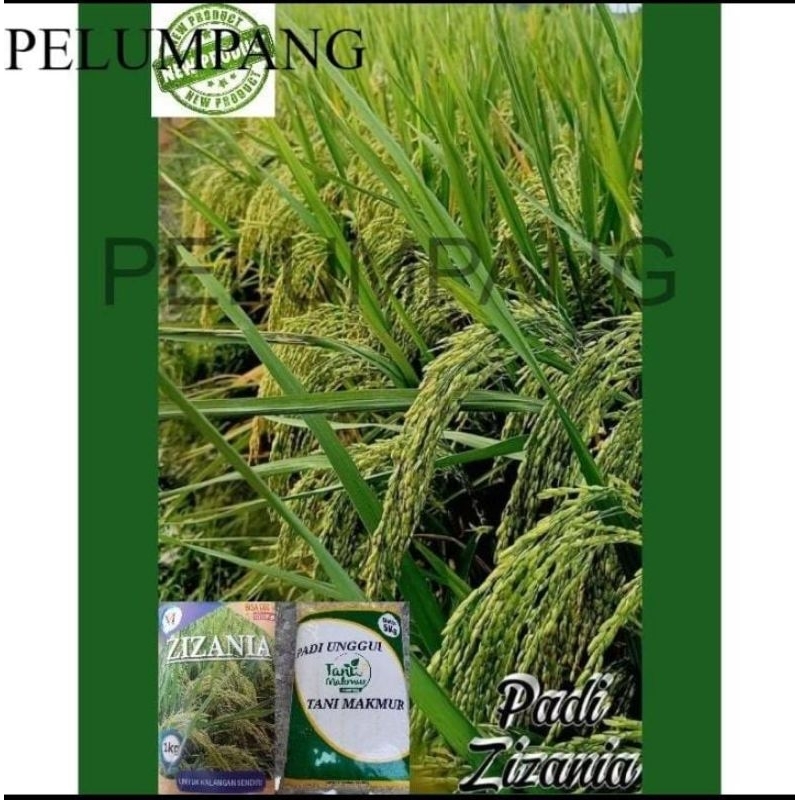 BIBIT PADI PADI DAN BENIH BENIH PADI ZIZANIA PREMIUM 5kg original produk PREMIUM