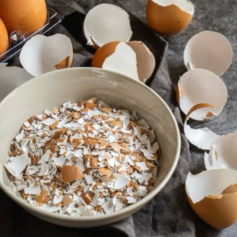 CANGKANG TELUR/ KULIT TELOR PAKAN TERNAK, PUPUK, KREASI