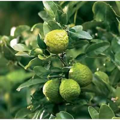 Bibit Jeruk Purut ASLI Hasil Okulasi / Cangkok Cepat Berbuah