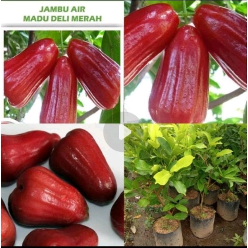 Bibit jambu air Madu Deli merah jumbo cepat berbuah
