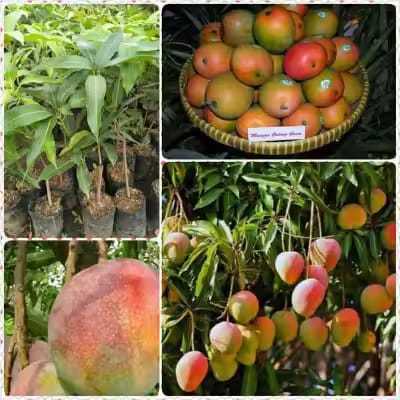 Jivara56 Bibit Mangga Gedong Gincu Asli Hasil Okulasi / Cangkok Cepat Berbuah