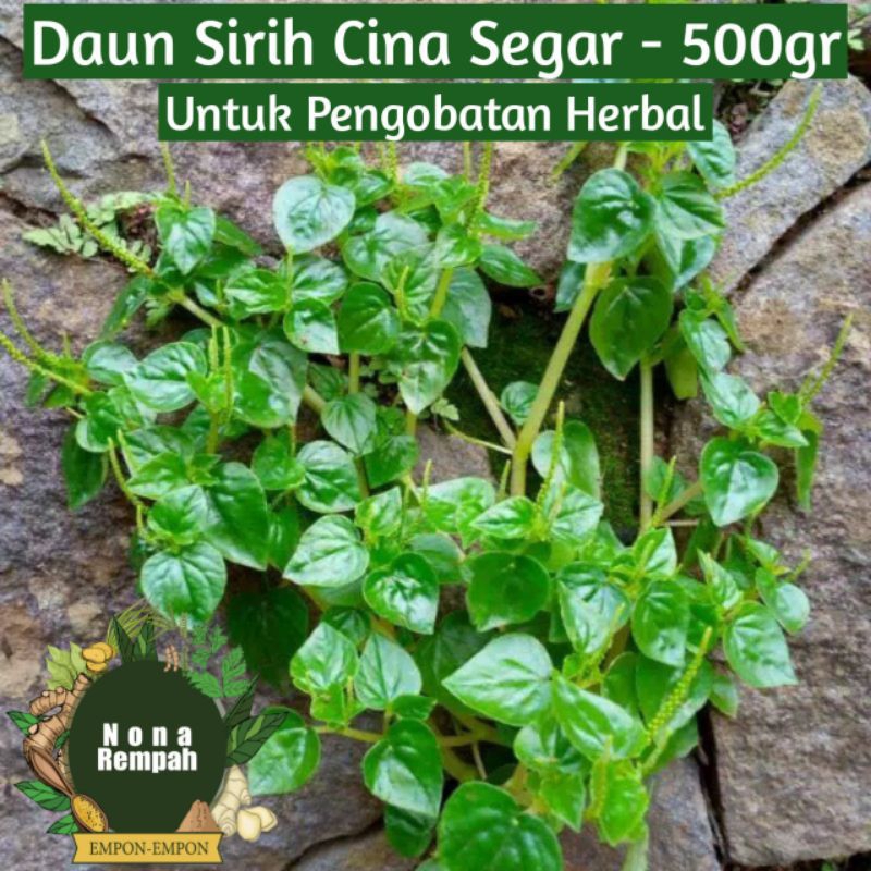 

500g daun sirih china