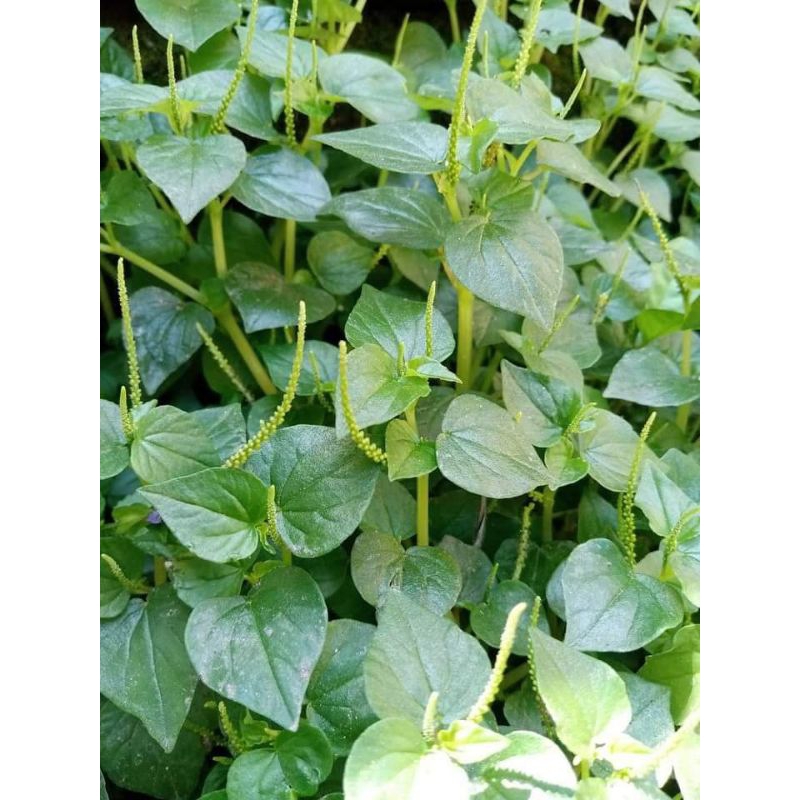 

✅[COD] daun sirih Cina 250 gram