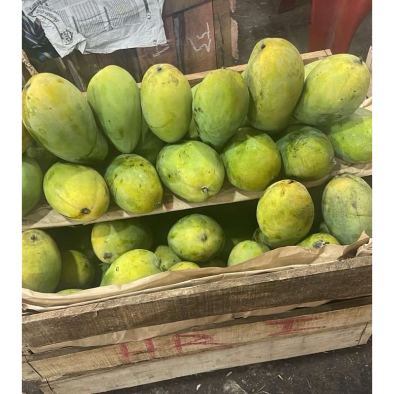 

BUAH MANGGA HARUM MANIS