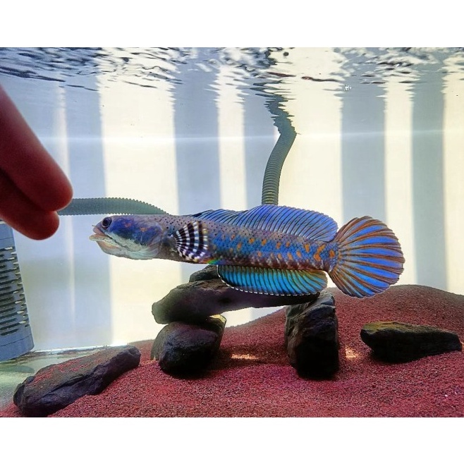 Pusat Garansi  pemanis aquarium channa blue pulchra 11 12 13 gondrong chana pulcra cana full bonus