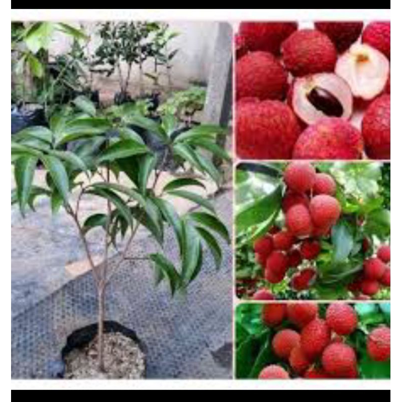 BIbit Buah Leci merah