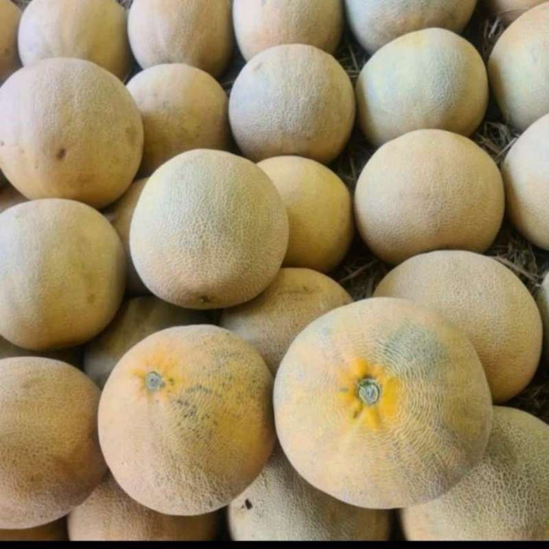 

Melon madu manis 1,8kg - 2kg