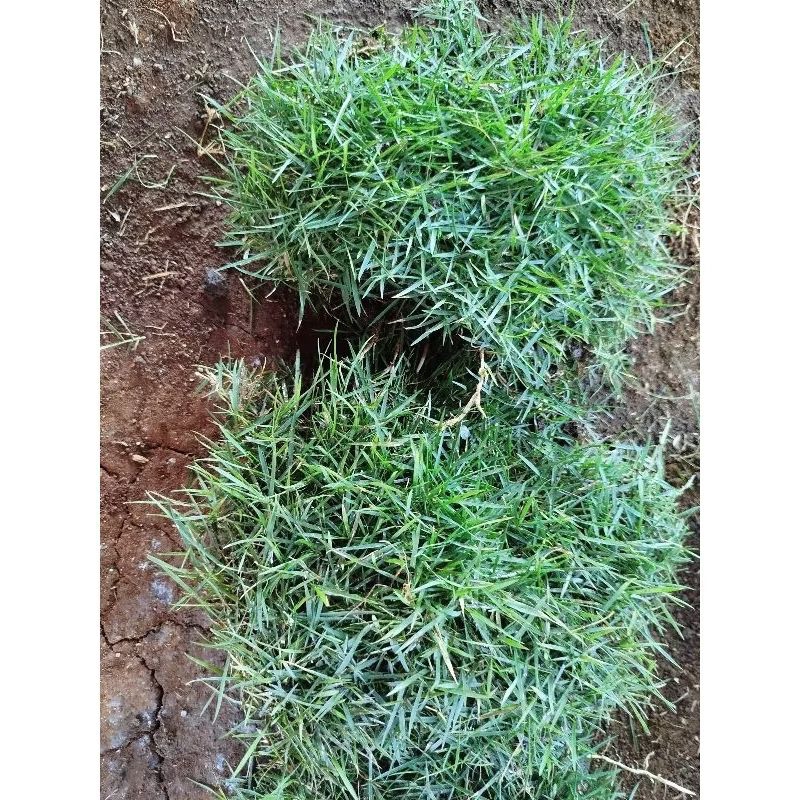 Tanaman Rumput peking plus tanam+Rumput jepang siap Tanam