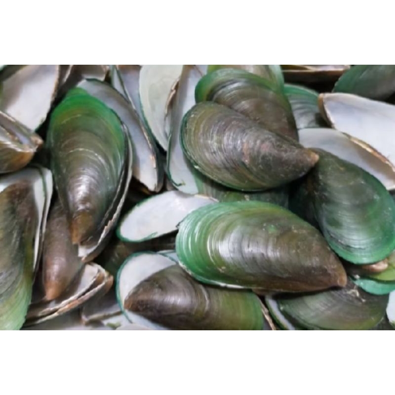 cangkang kerang hijau/kerang ijo per 20 pcs