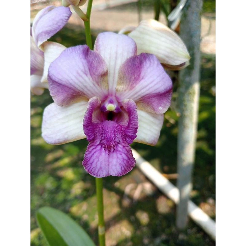 dendrobium id dragon blue