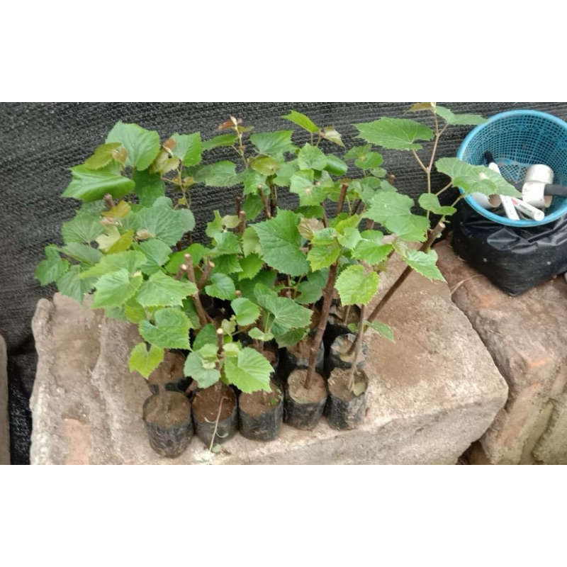 Isi 4 Rootstock so4 Tanaman Anggur Import