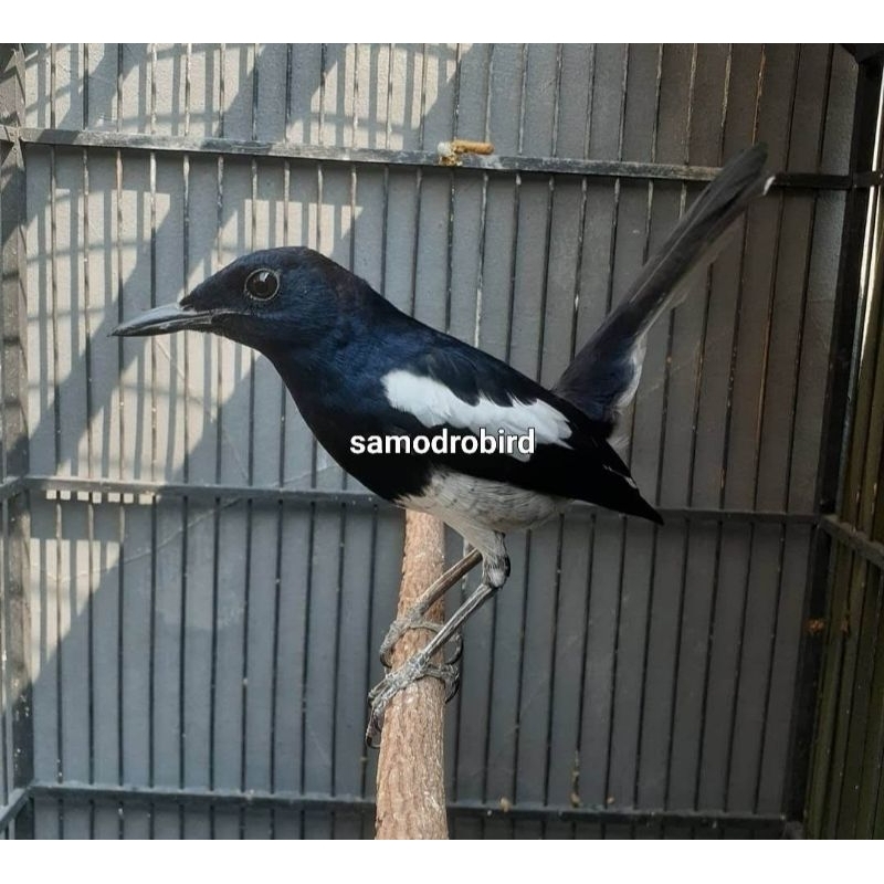 Burung kacer jawa barat grade A