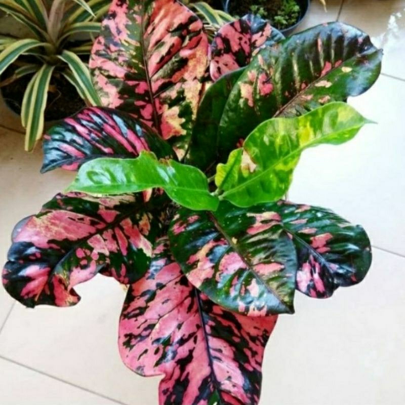 TERMURAH Tanaman hias Puring Oscar Rimbun - Puring Oscar - Pohon Puring