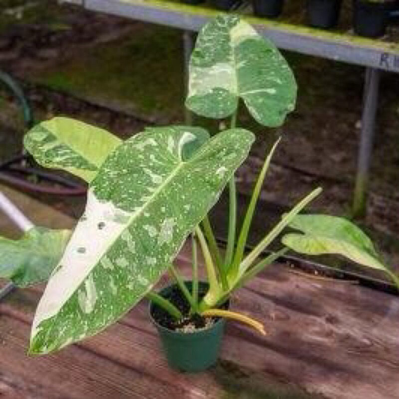 Philodendron Jose Buono Variegata / Philo Josebuono Varigata