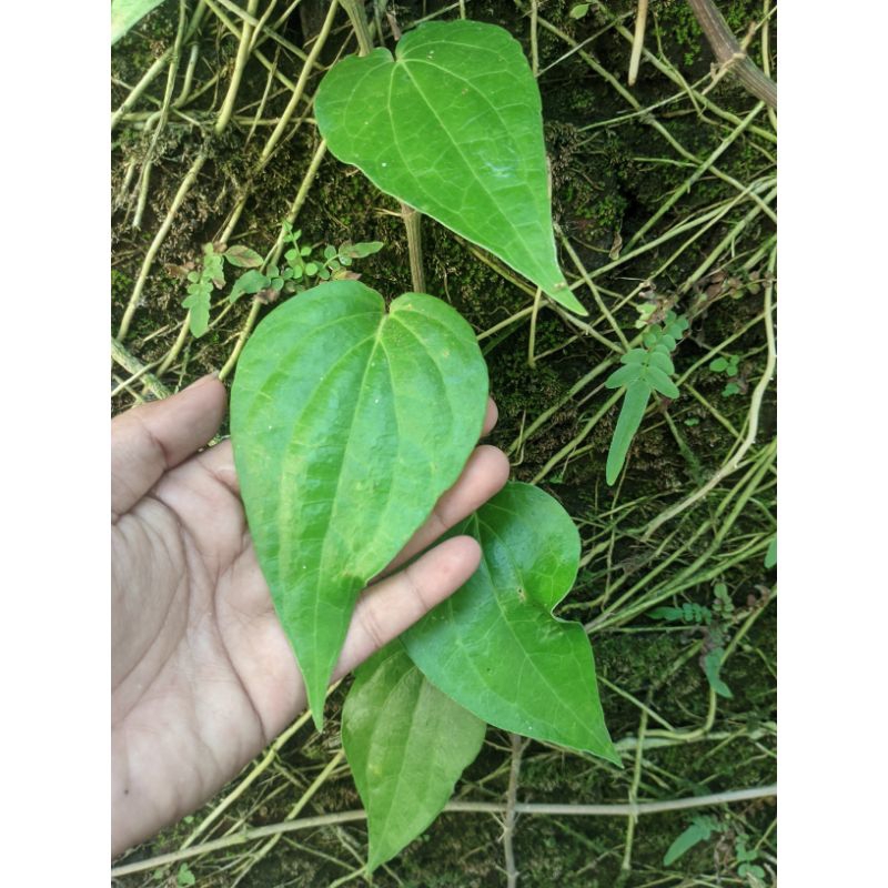 

DAUN SIRIH HIJAU SEGAR | DAUN SURUH HIJAU | Daun Sirih Hijau per 1 Lembar