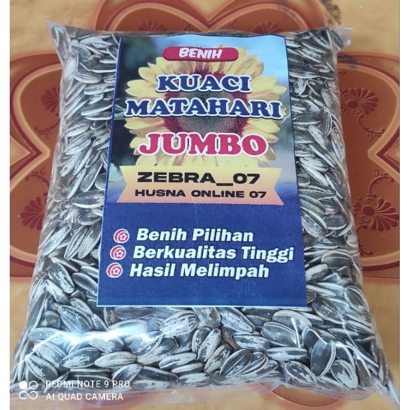 MURAHHH !! 1 KG BENIH KUACI MATAHARI JUMBO