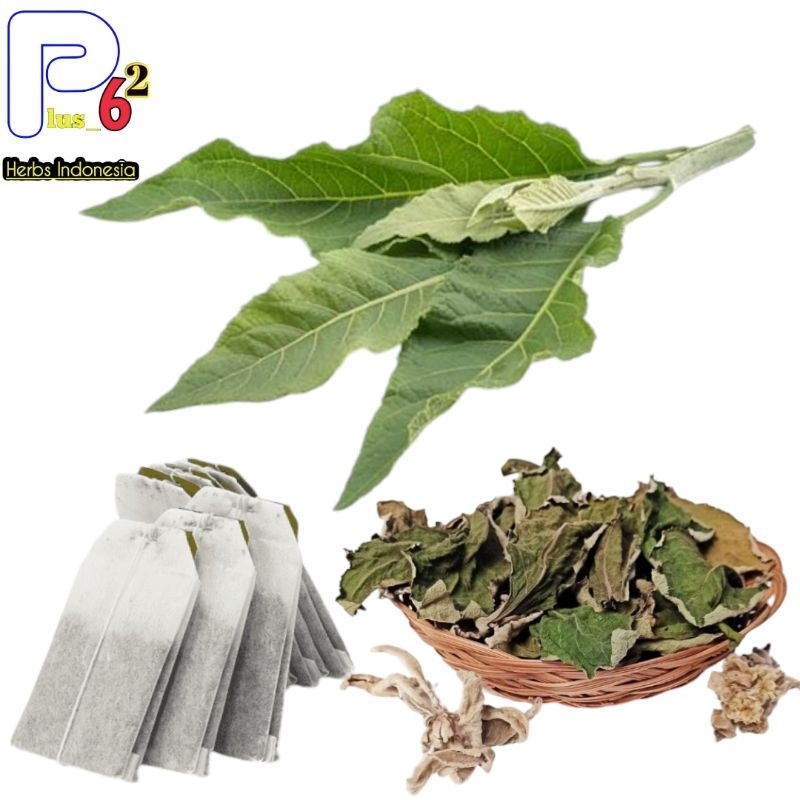 

Teh daun sembung teh celup 10001 obat herbs terbaik batu ginjal