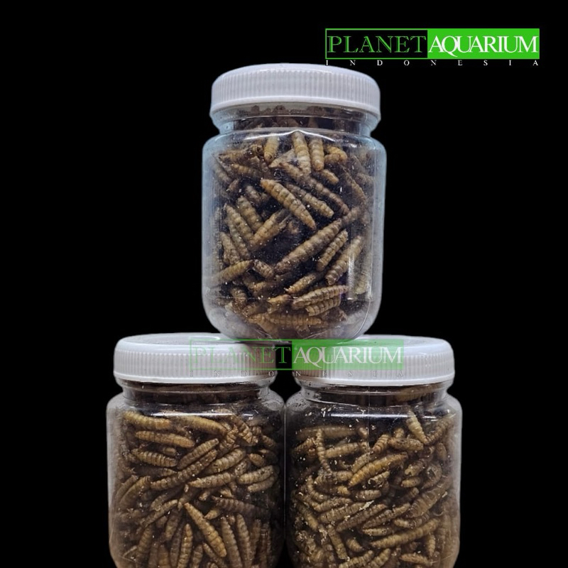 Ulat Hongkong / Magot kering Pakan ikan predator