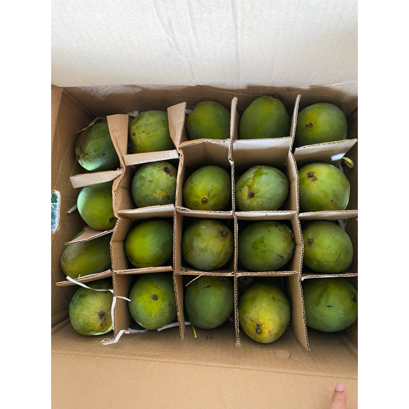 

Mangga alpukat