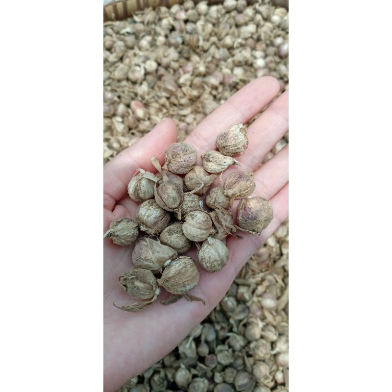 

Kapulaga Kering / 100gr