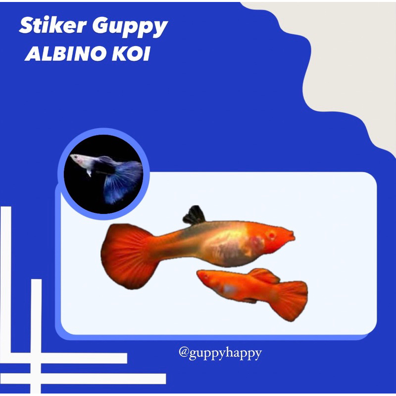 STIKER GUPPY ALBINO KOI