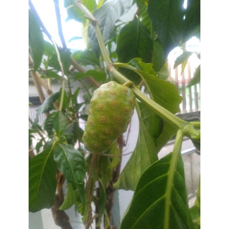 

BuahMengkudu/cangkudu