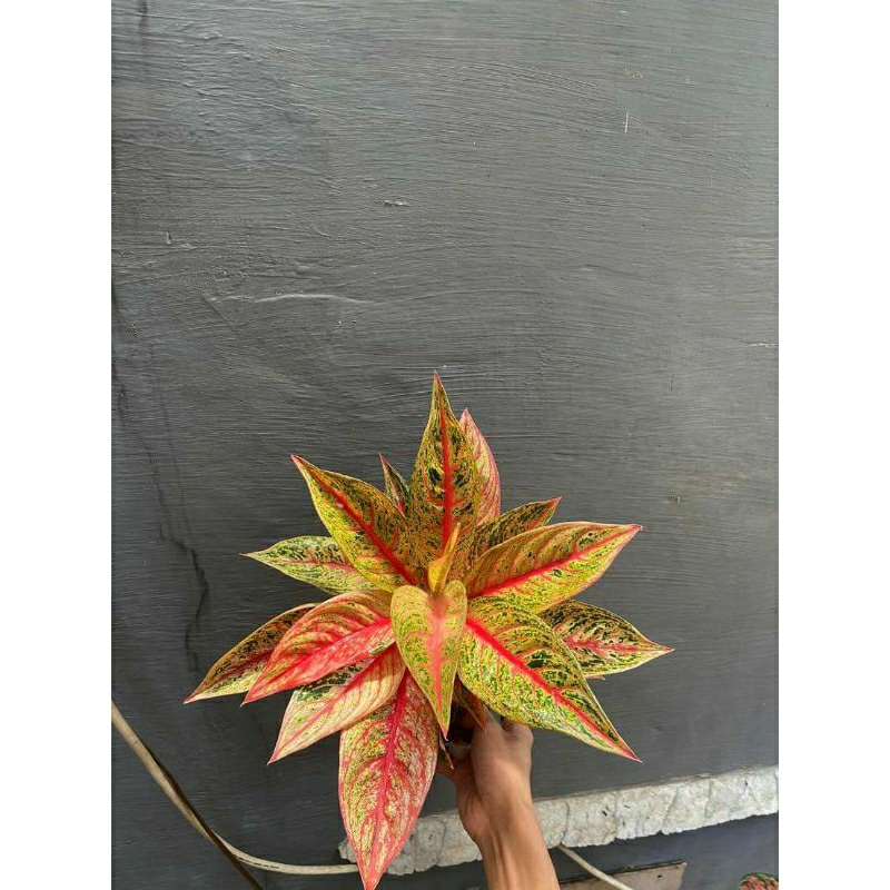 aglonema legaci daun rimbun