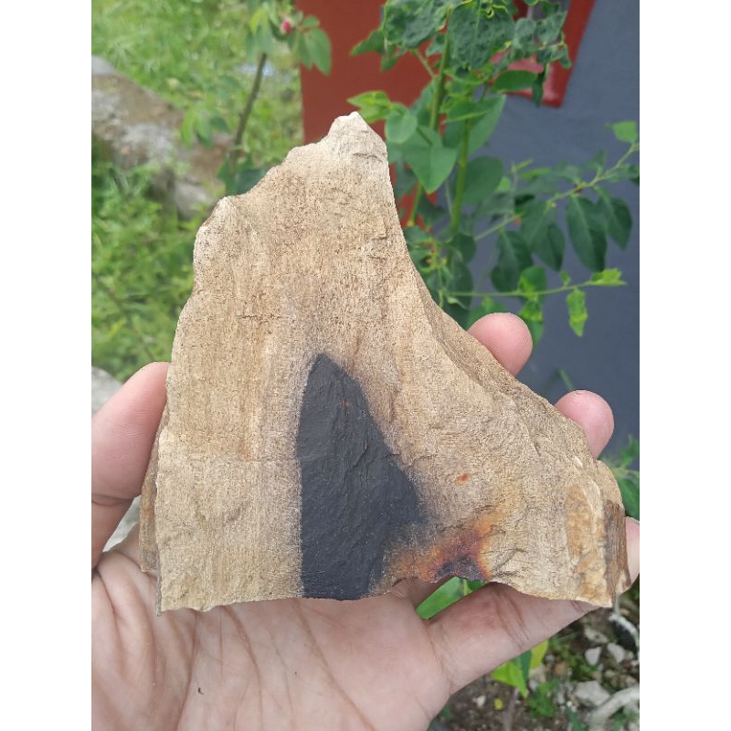 ✅ Batu Fosil Kayu Ruyung / Ruyuang asli Sumatera Barat ( Bahan Batu Fosil Natural - bukan bacan obi 