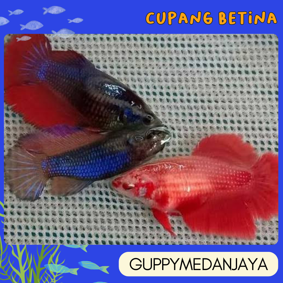 cupang betina warna cas cerah sortiran terbaik ikan makan pelet cupang mem