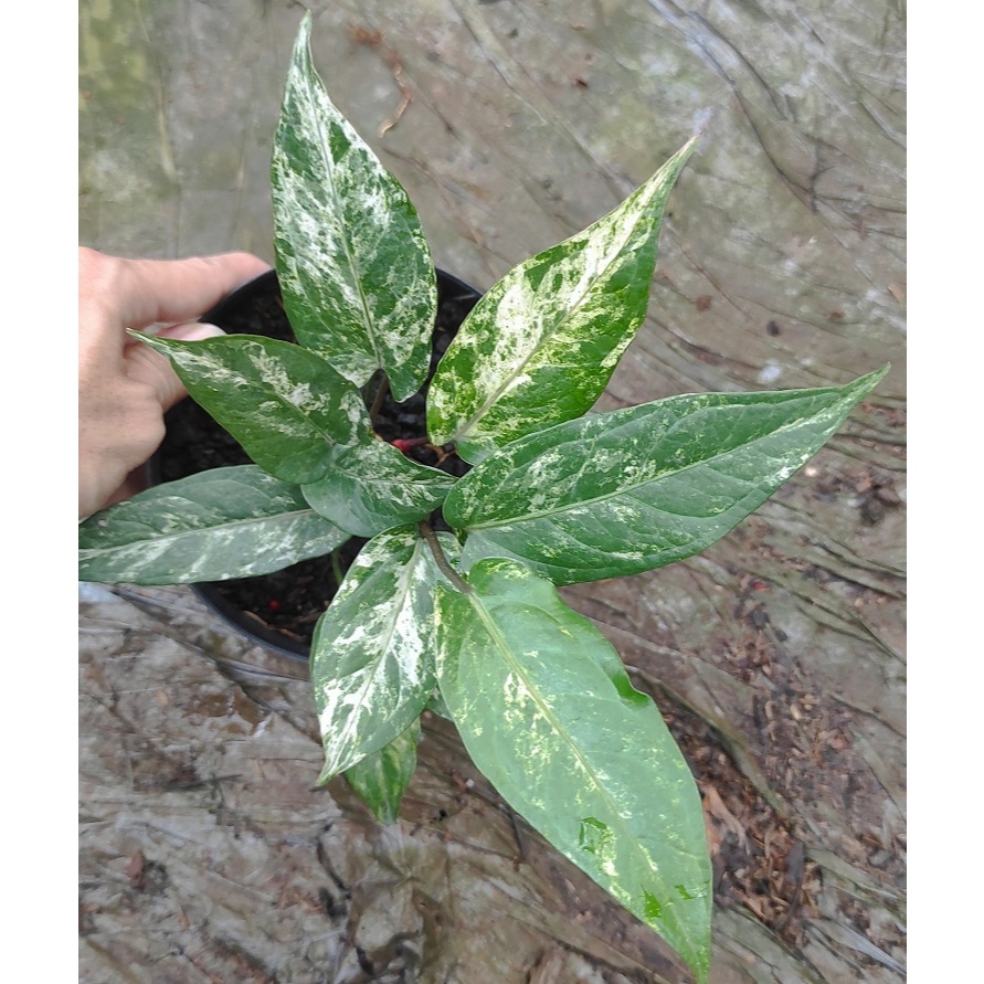 Anthurium Black Beauty Variegata Mewah Rumpun Kode B - Tanaman Hias Anthurium Black Beauty Varigata 
