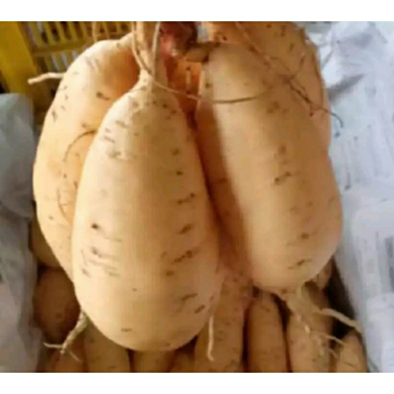 

Ubi Cilembu Segar / 500gr