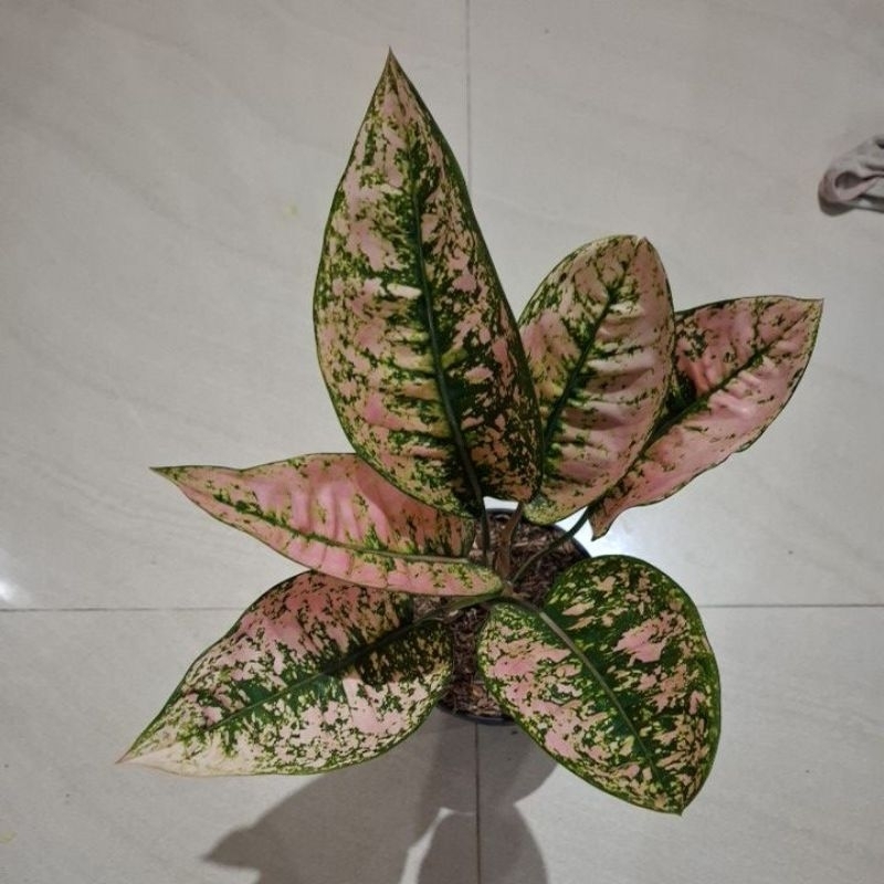 tanaman hias aglonema RUBY FANTA