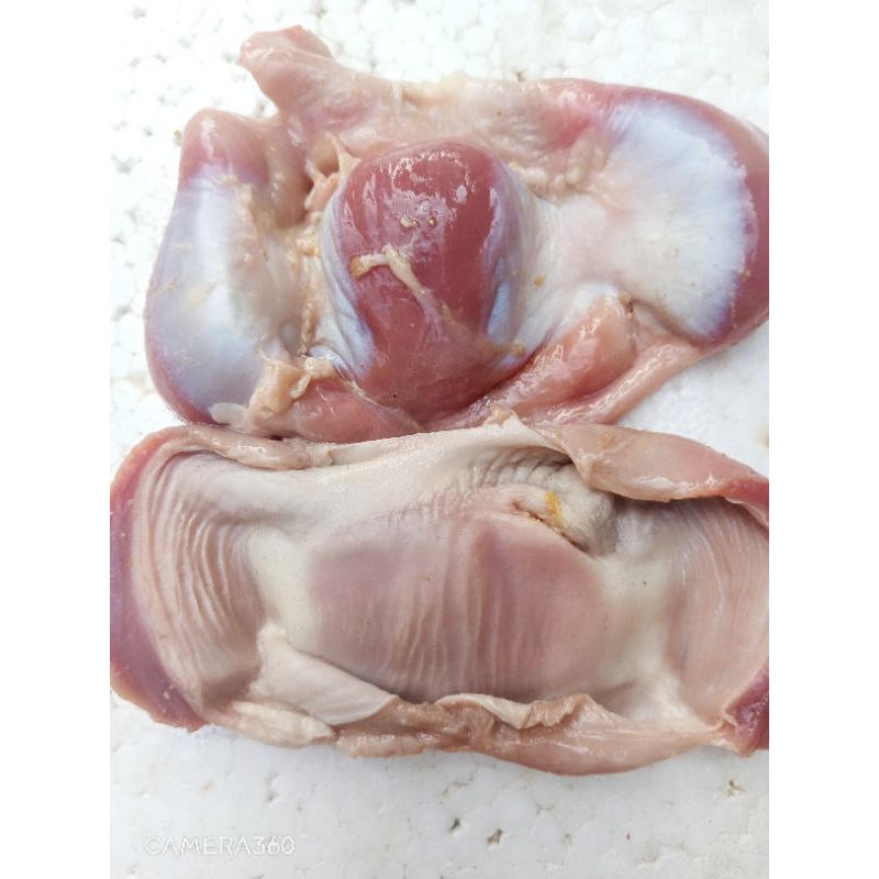 

ampela ayam murah banget