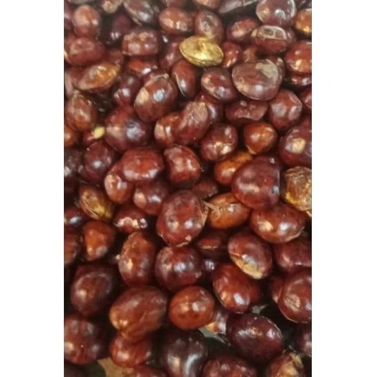 

JENGKOL TUA FULL SORTIR 500g / JENGKOL TUA FULL / JENGKOL TUA MURAH