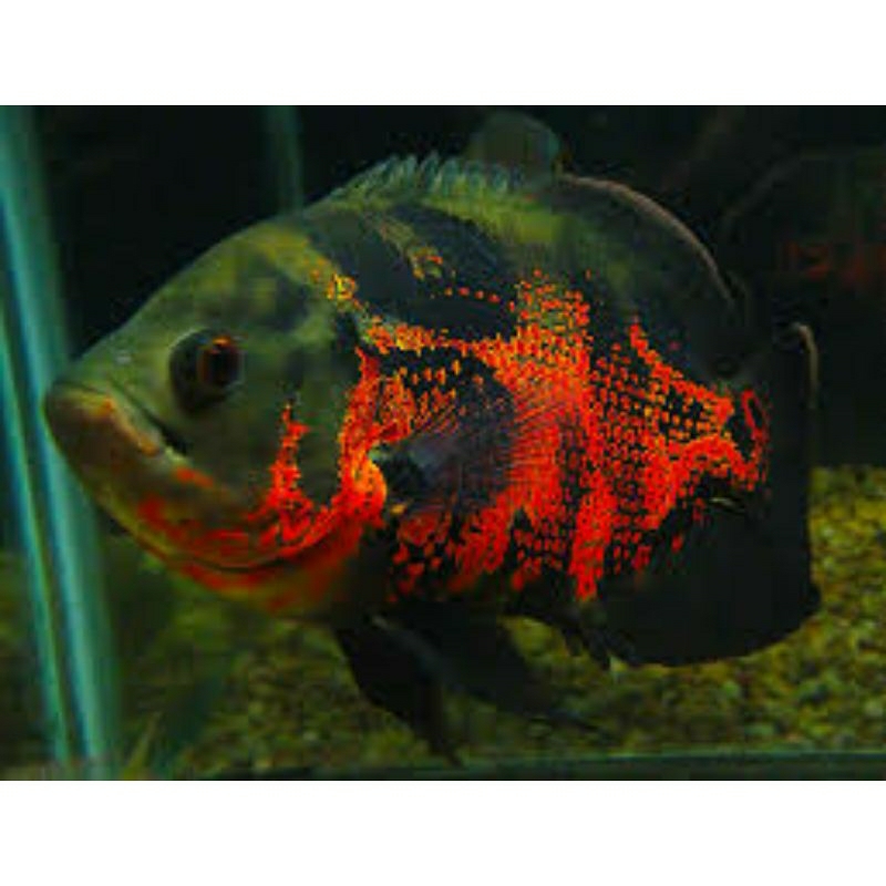 ikan Oscar fish black paris batik 16 cm 4 jari  Jumbo / ikan hias oscar batik paris albino oscar bes