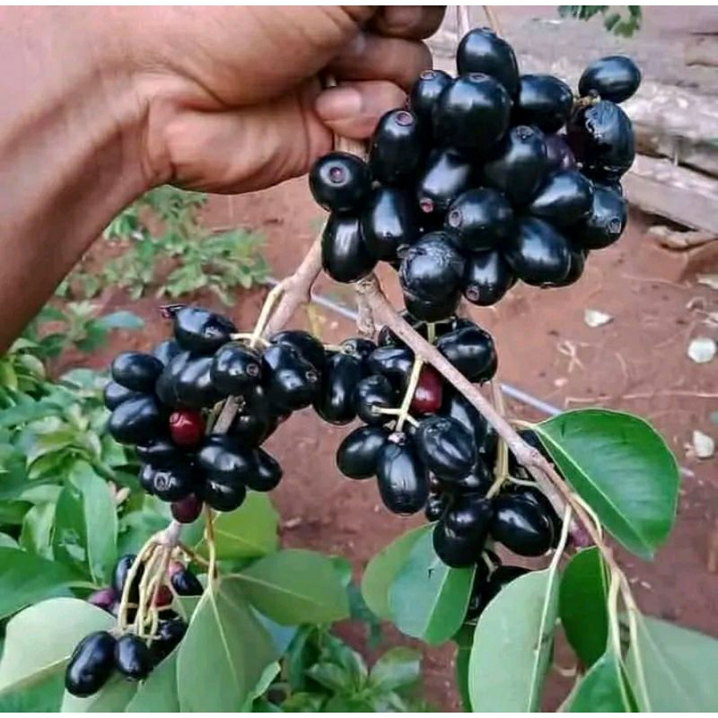 

BUAH JUWET JUMBO HITAM 500GR/JAMBLANG HITAM MANIS 500GRAM