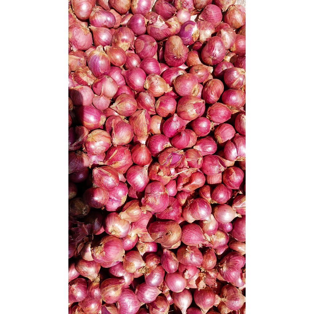 

Bawang Merah Probolinggo I 100% Kualitas Terbaik