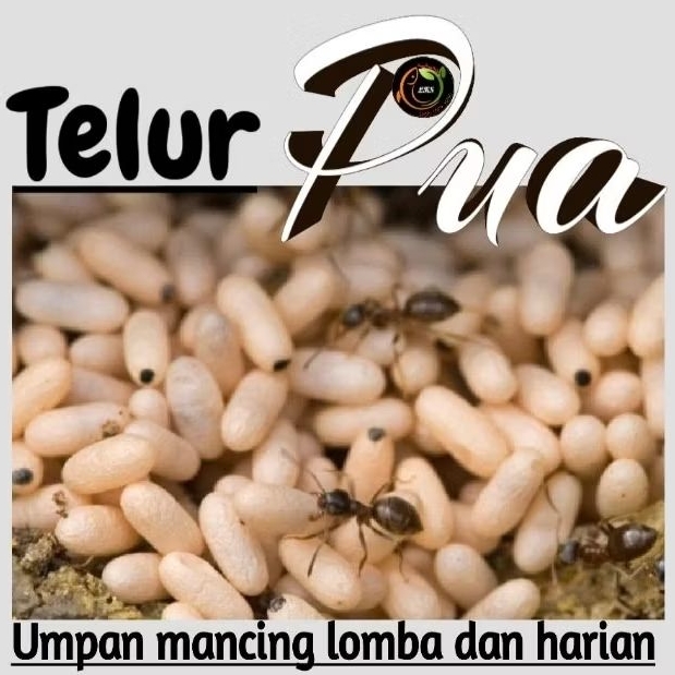 Telur Pua Kering/ Telur Jentit ( Pengganti Kroto dan Telur Jangkrik ) campuran umpan ikan Mas, Nila 