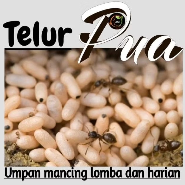 Telur Pua Kering/ Jentit kering ( Pengganti Kroto dan Telur Jangkrik ) umpan mancing pakan ikan paka
