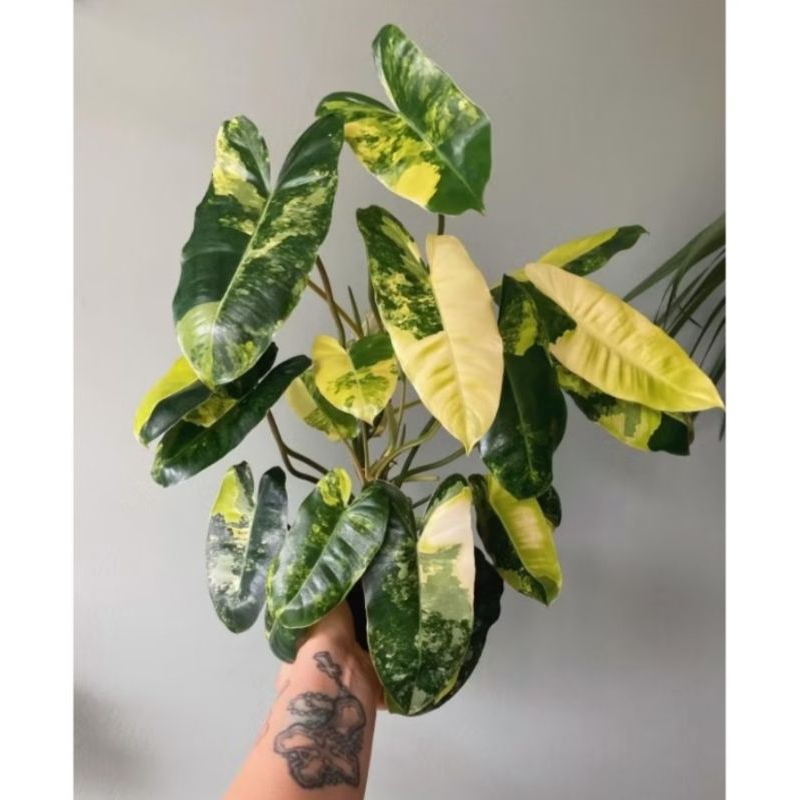 Philodendron Burlemarx Variegata / Philo Burlemarx varigata