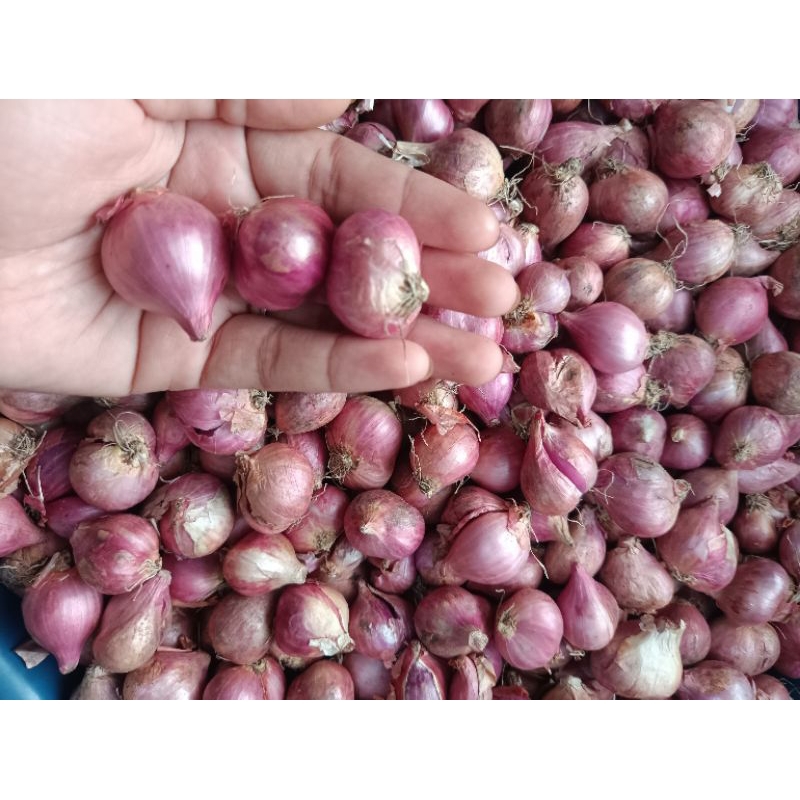 

BAWANG MERAH MURAH