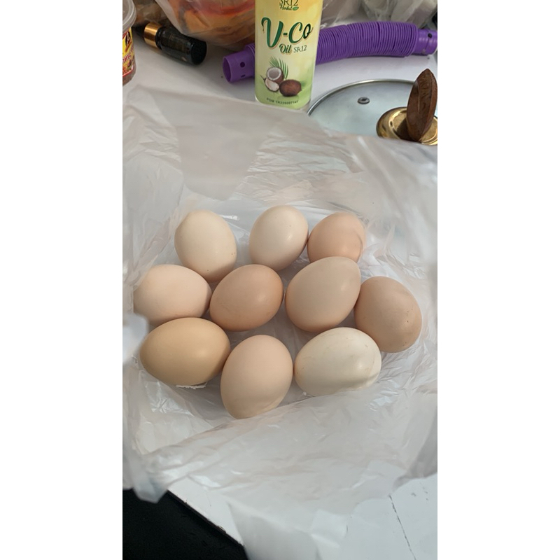 

telor ayam kampung KUB fresh kandang