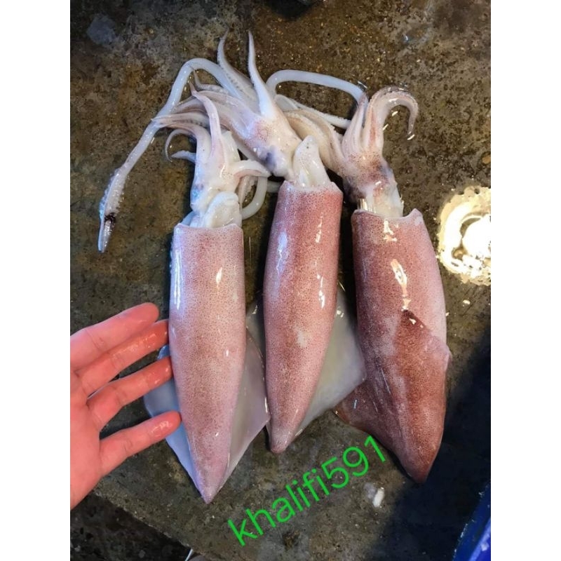 

Cumi segar size big