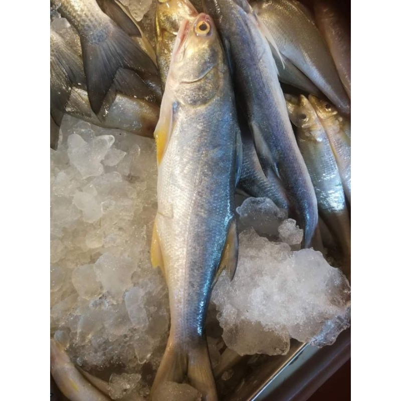 

IKAN SENANGIN