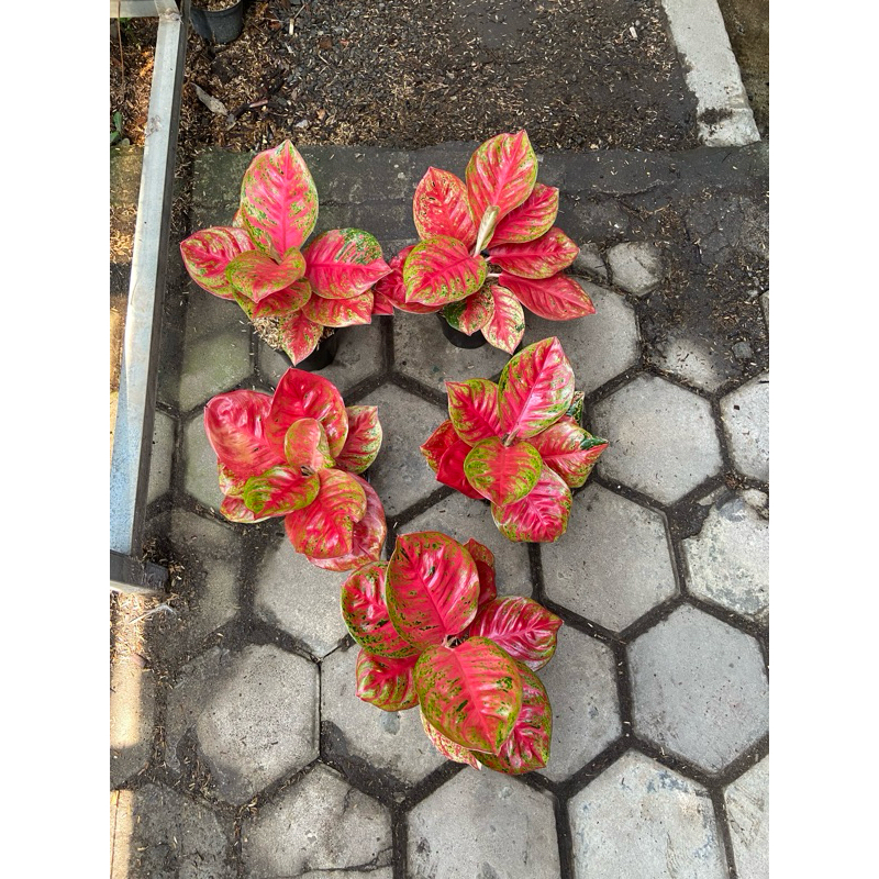 Aglaonema Wulandari
