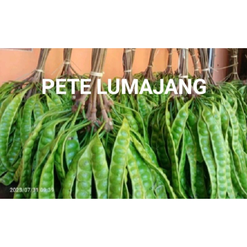 

Pete tua sedang Lumajang 10 papan.