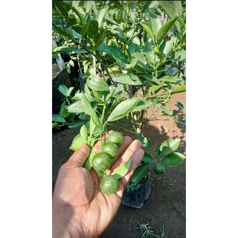 

JERUK KASTURI FULL BUAH