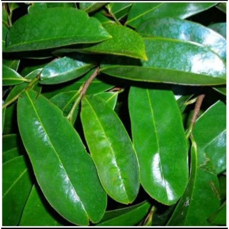 

10 Daun Sirsak Segar Organik Obat Herbal Kanker Tumor